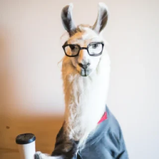 Real Llama as a barista serving coffee with attitude