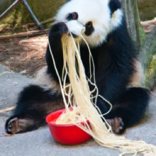 Panda eating spaghetti like in Lady and the Tramp